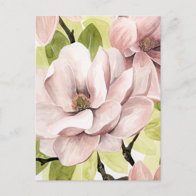 Cartão Postal Blush Magnolia Flowers (Frente)