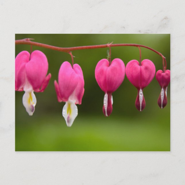 Cartão Postal Blüten des tränenden Herzen (Frente)