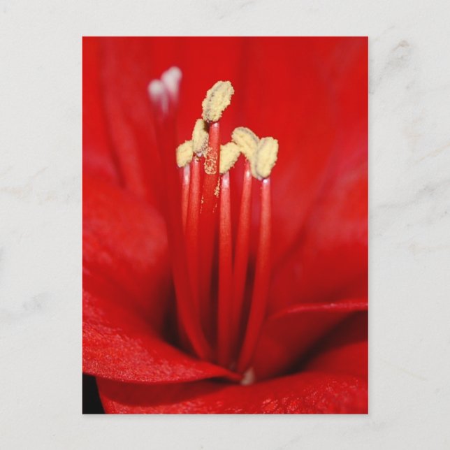 Cartão Postal Blütenstaub (Frente)