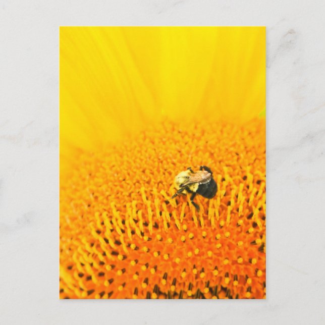 Cartão Postal BNo2: Abelhas liciosas Número 2 (Frente)