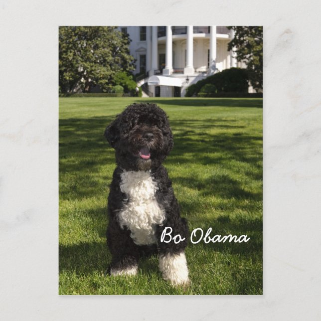 Cartão Postal Bo Obama (Frente)