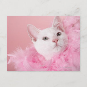 Cartão Postal Boa de penas de vestida de gato