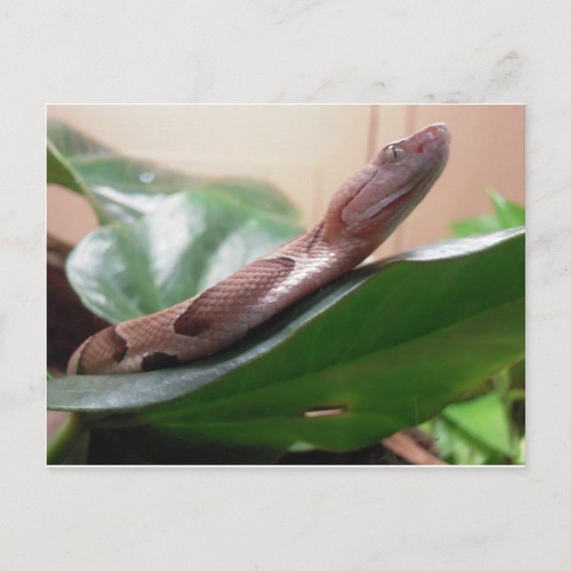 Cartão Postal Boa Fotografia (Frente)