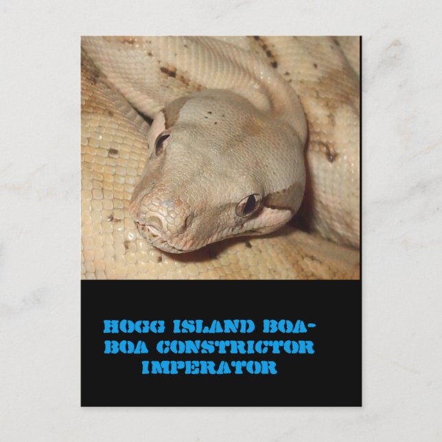 Cartão Postal Boa ilha de Hogg (Frente)