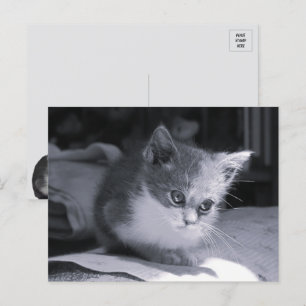Cartão Postal Bob in Thight - Black & White Cat
