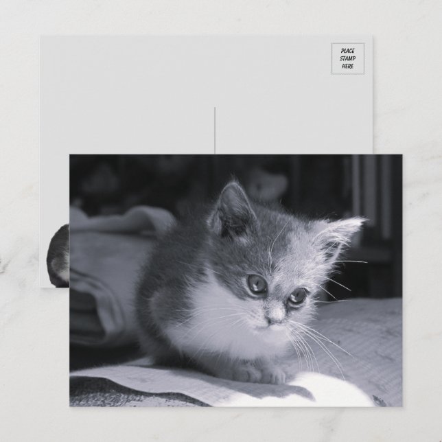 Cartão Postal Bob in Thight - Black & White Cat (Frente/Verso)