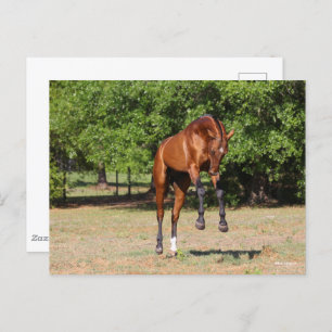 Cartão Postal Bob Langrish   Akhal Teke Stallion Leaping