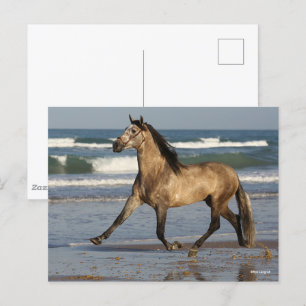 Cartão Postal Bob Langrish Andalucian Stallion Correndo Em Praia