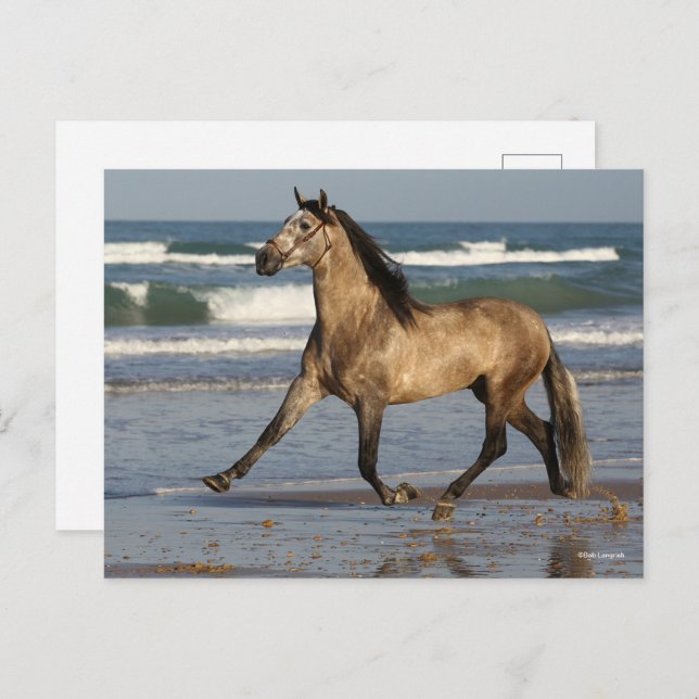 Cartão Postal Bob Langrish Andalucian Stallion Correndo Em Praia (Frente/Verso)