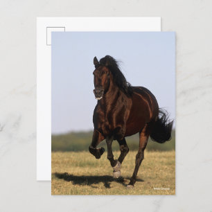 Cartão Postal Bob Langrish   Andalucian Stallion Running
