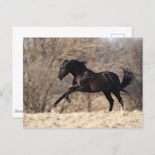 Cartão Postal Bob Langrish   Andaluciano em funcionamento