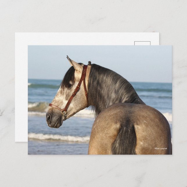 Cartão Postal Bob Langrish | Andaluciano Stallion Headshot Sea (Frente/Verso)