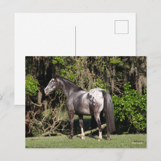 Cartão Postal Bob Langrish | Appaloosa Permanente (Frente/Verso)
