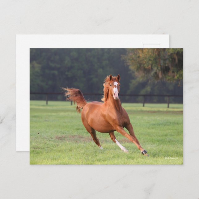 Cartão Postal Bob Langrish | Aproximação de Oldenburg Chestnut (Frente/Verso)