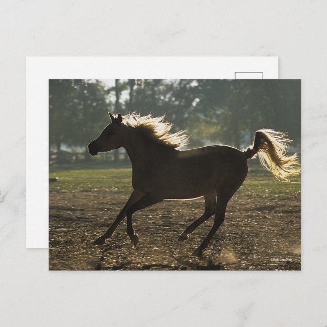 Cartão Postal Bob Langrish | Arábica Com Luz Traseira (Frente/Verso)