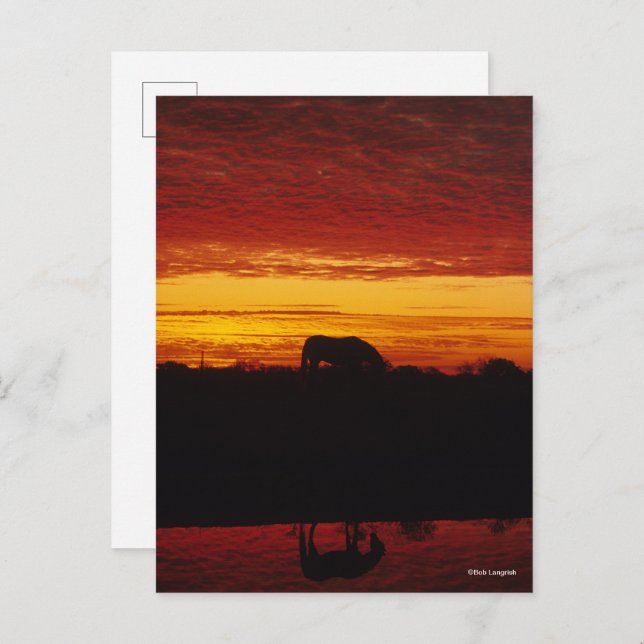 Cartão Postal Bob Langrish | Arroz árabe ao pôr do sol (Frente/Verso)