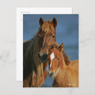 Cartão Postal Bob Langrish   Baker Pony Mare and Foal headshot