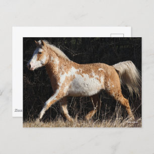 Cartão Postal Bob Langrish Bashkir Curly Horse Stallion Walking