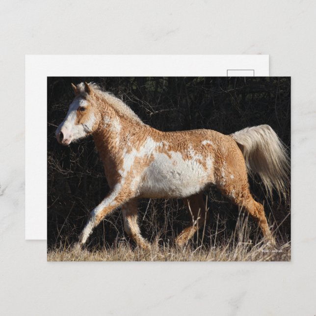 Cartão Postal Bob Langrish Bashkir Curly Horse Stallion Walking (Frente/Verso)