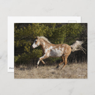 Cartão Postal Bob Langrish   Bashkir Curly Stallion Running