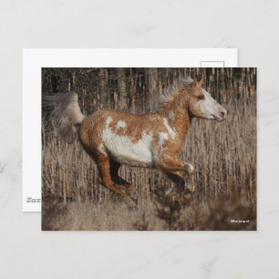 Cartão Postal Bob Langrish   Bashkir Curly Stallion Running
