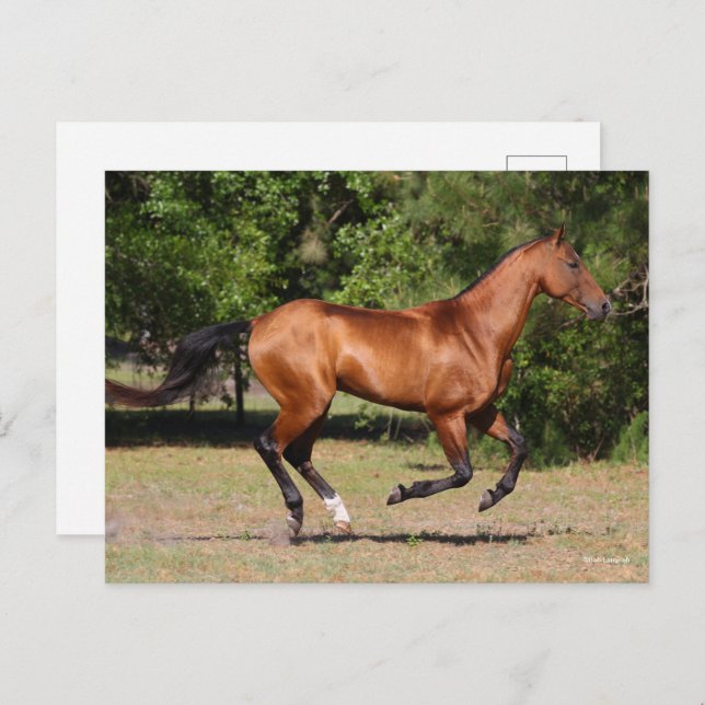 Cartão Postal Bob Langrish | Bay Akhal Teke Stallion Running (Frente/Verso)