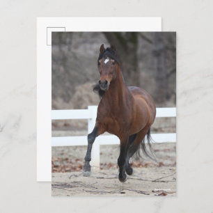 Cartão Postal Bob Langrish   Bay Andalucian Stallion Running