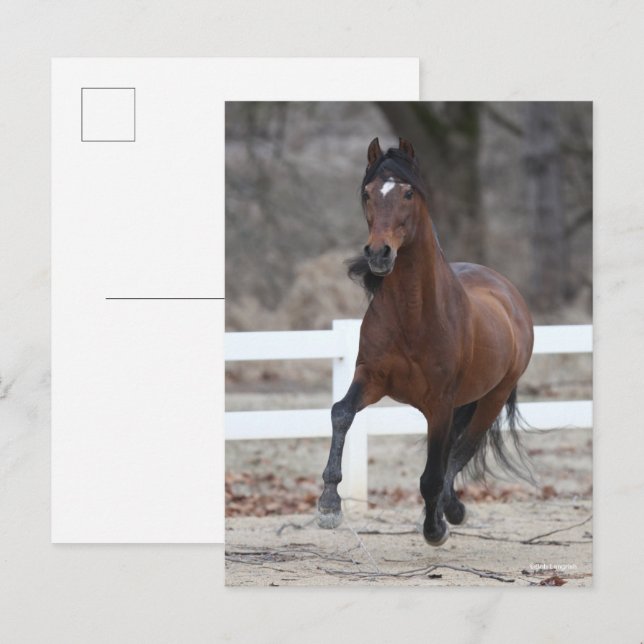 Cartão Postal Bob Langrish | Bay Andalucian Stallion Running (Frente/Verso)