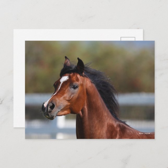 Cartão Postal Bob Langrish | Bay Arab Colt Headshot (Frente/Verso)