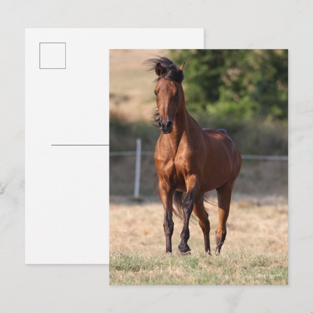 Cartão Postal Bob Langrish | Bay Arab Standing Mane Blowing (Frente/Verso)