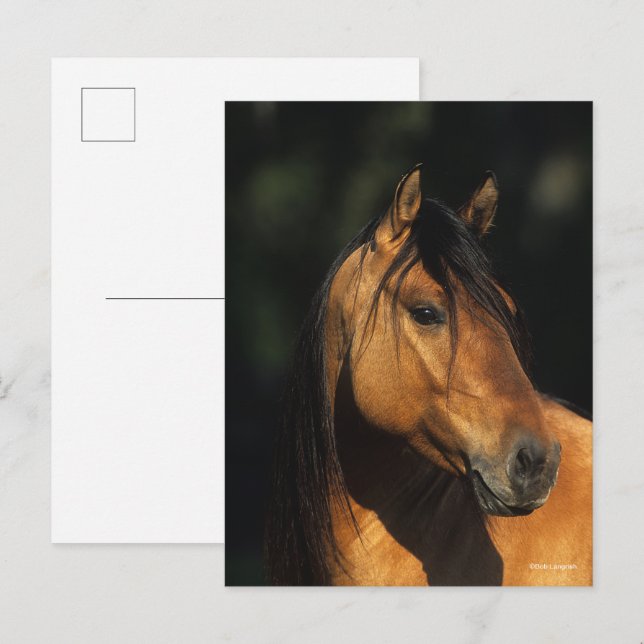 Cartão Postal Bob Langrish | Bay Kiger Mustang Stallion Headshot (Frente/Verso)