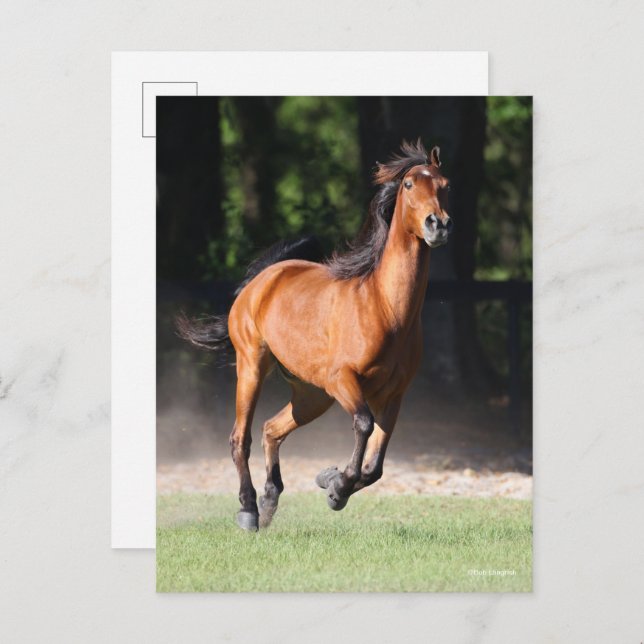 Cartão Postal Bob Langrish | Bay Tennessee Walker Running (Frente/Verso)