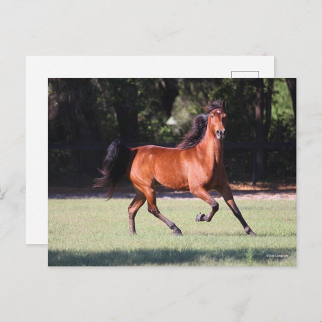 Cartão Postal Bob Langrish | Bay Tennessee Walker Running (Frente/Verso)