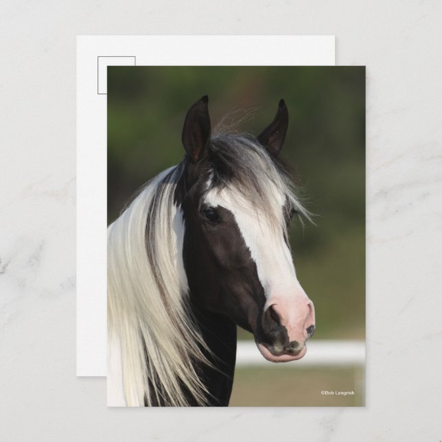 Cartão Postal Bob Langrish Black and White Gypsy Vanner headshot (Frente/Verso)