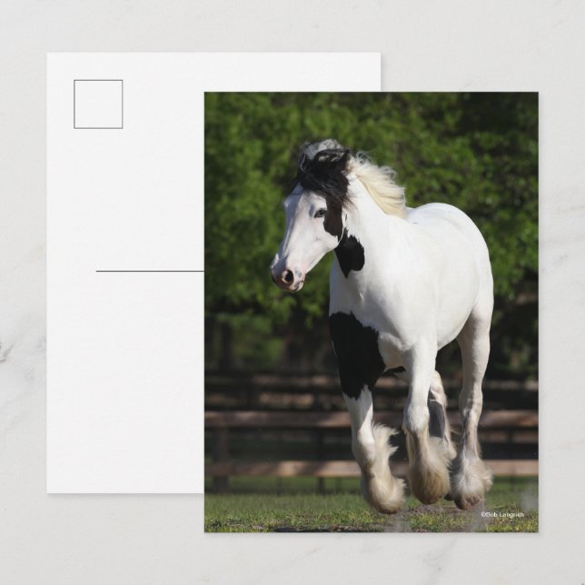 Cartão Postal Bob Langrish Black and White Gypsy Vanner Running (Frente/Verso)