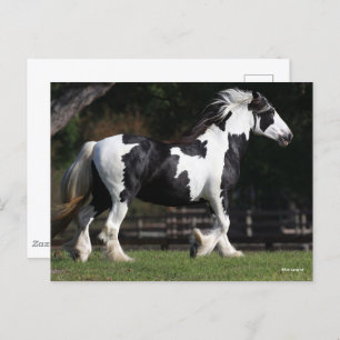 Cartão Postal Bob Langrish Black and White Gypsy Vanner Walking