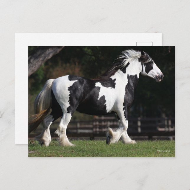 Cartão Postal Bob Langrish Black and White Gypsy Vanner Walking (Frente/Verso)