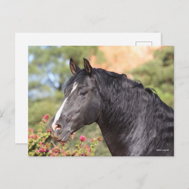 Cartão Postal Bob Langrish | Black Andalucian Stallion headshot (Frente/Verso)