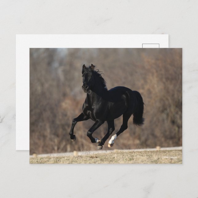 Cartão Postal Bob Langrish | Black Andalucian Stallion Running (Frente/Verso)