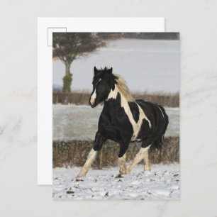 Cartão Postal Bob Langrish Black e White Welsh Cob na Neve