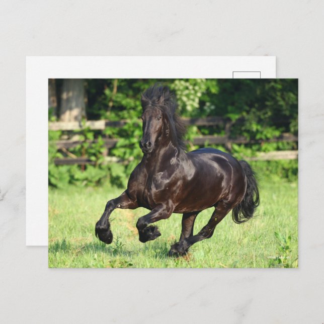 Cartão Postal Bob Langrish | Black Friesian Running (Frente/Verso)