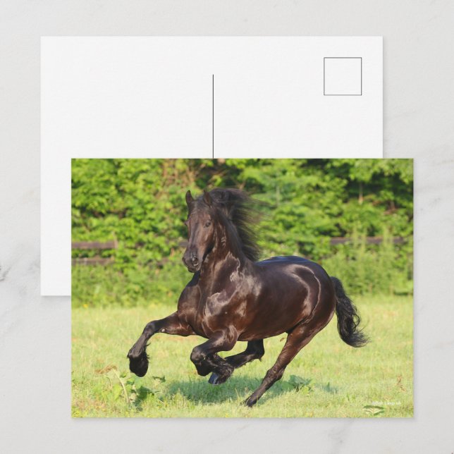 Cartão Postal Bob Langrish | Black Friesian Running (Frente/Verso)