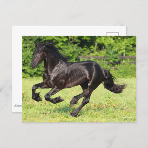 Cartão Postal Bob Langrish   Black Friesian Running