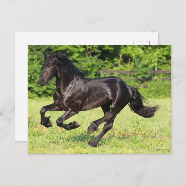 Cartão Postal Bob Langrish | Black Friesian Running (Frente/Verso)