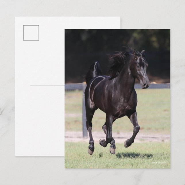 Cartão Postal Bob Langrish | Black Tennessee Walker Running (Frente/Verso)