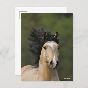 Cartão Postal Bob Langrish   Buckskin Welsh Pony Headshot