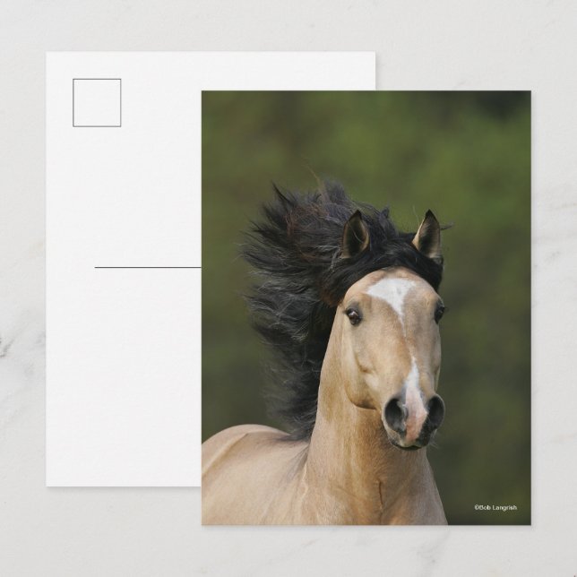 Cartão Postal Bob Langrish | Buckskin Welsh Pony Headshot (Frente/Verso)