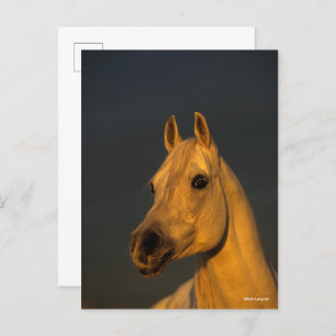 Cartão Postal Bob Langrish   Cabeça Árabe Da Cinza Ao Sol