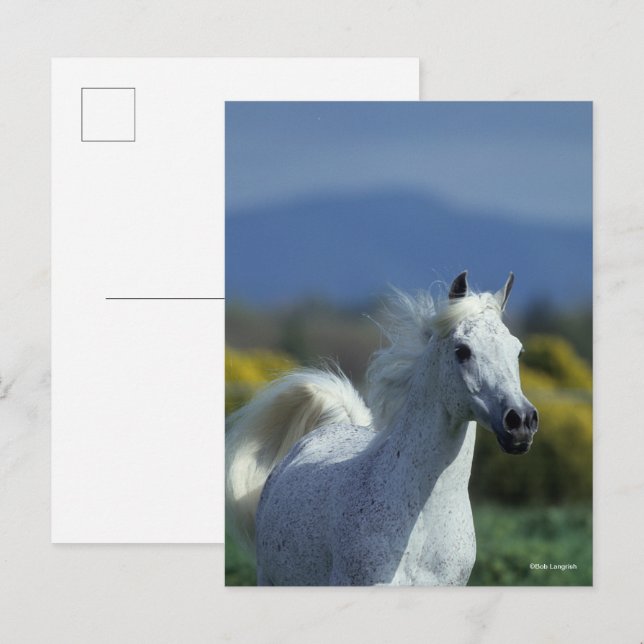 Cartão Postal Bob Langrish | Cabeça Árabe de Cinzas (Frente/Verso)