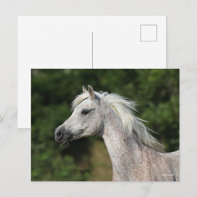 Cartão Postal Bob Langrish | Cabeça Árabe de Cinzas (Frente/Verso)